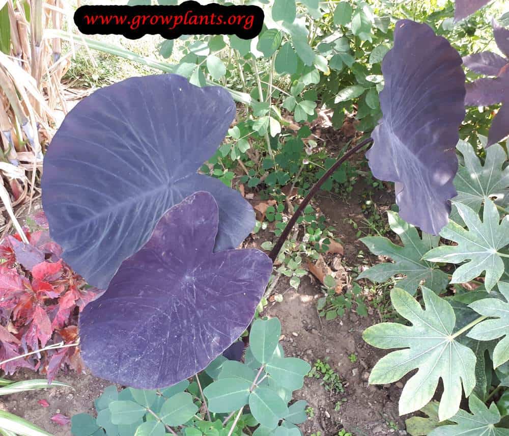 Colocasia black magic leaves