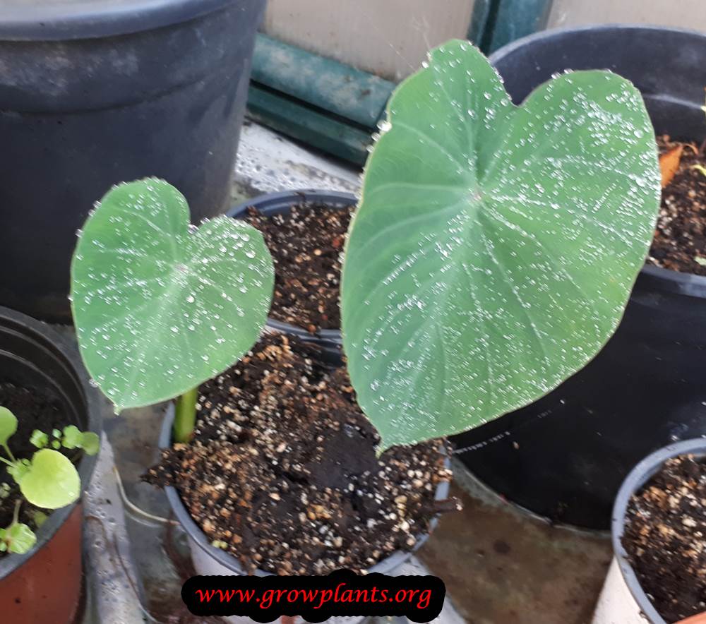 Colocasia esculenta taro
