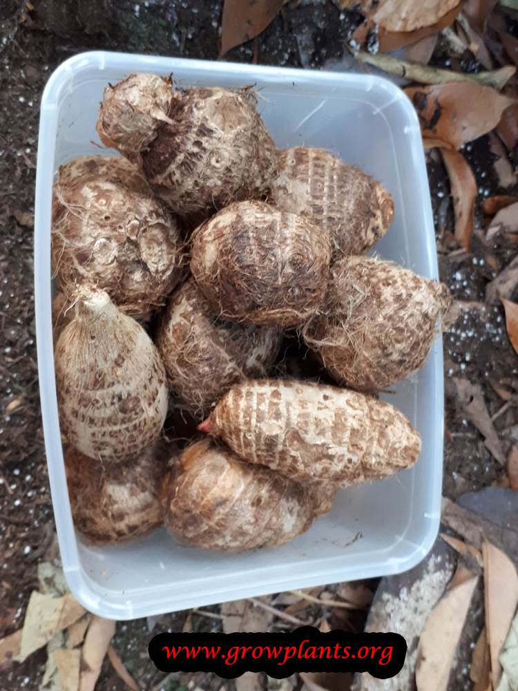 Colocasia esculenta bulb