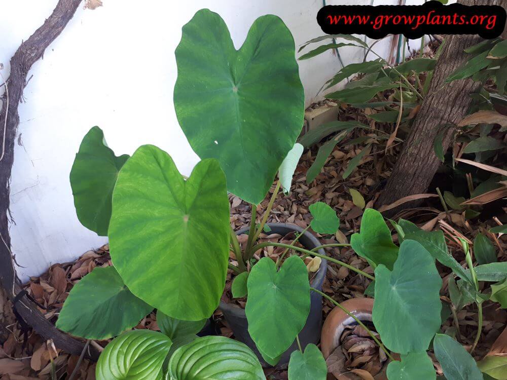Taro plants care