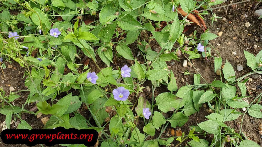 Convolvulus siculus