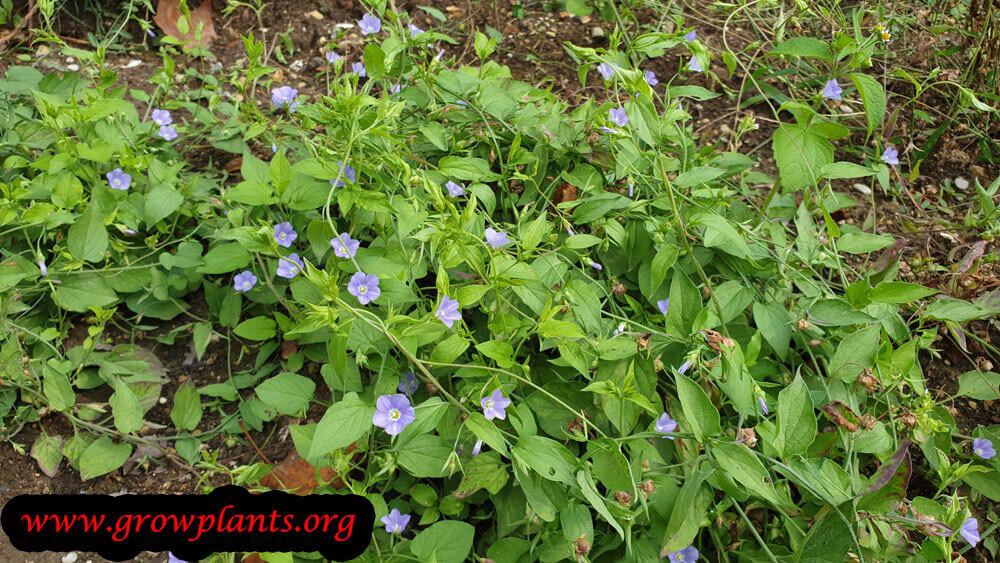Convolvulus siculus plant care