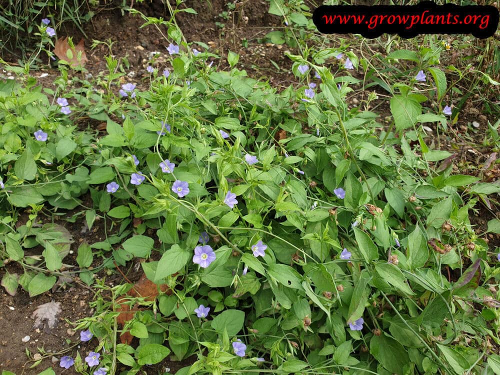 Convolvulus siculus plant