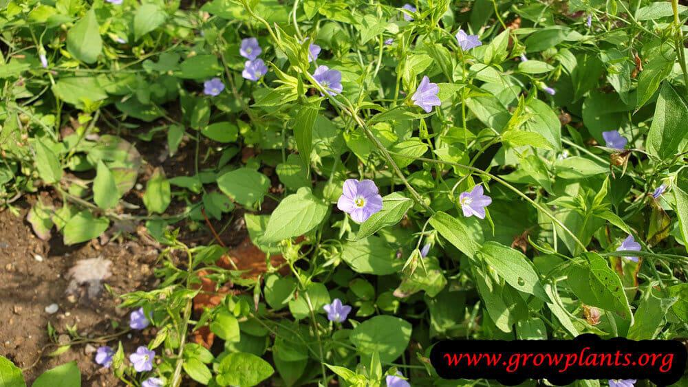 Convolvulus siculus flowers