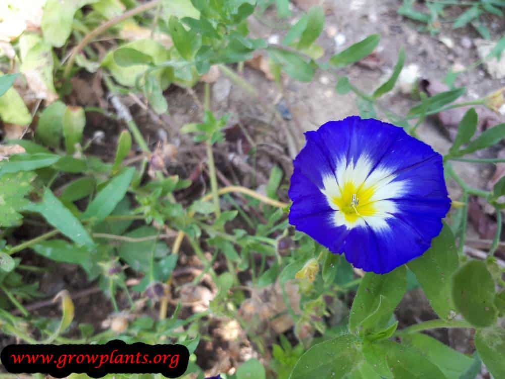 Convolvulus tricolor