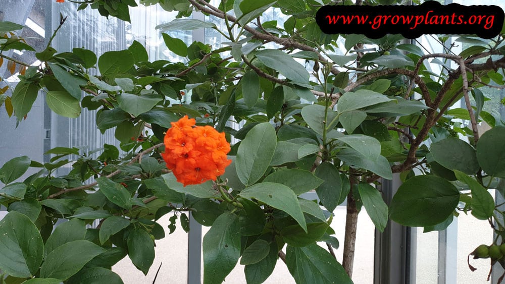 Cordia sebestena