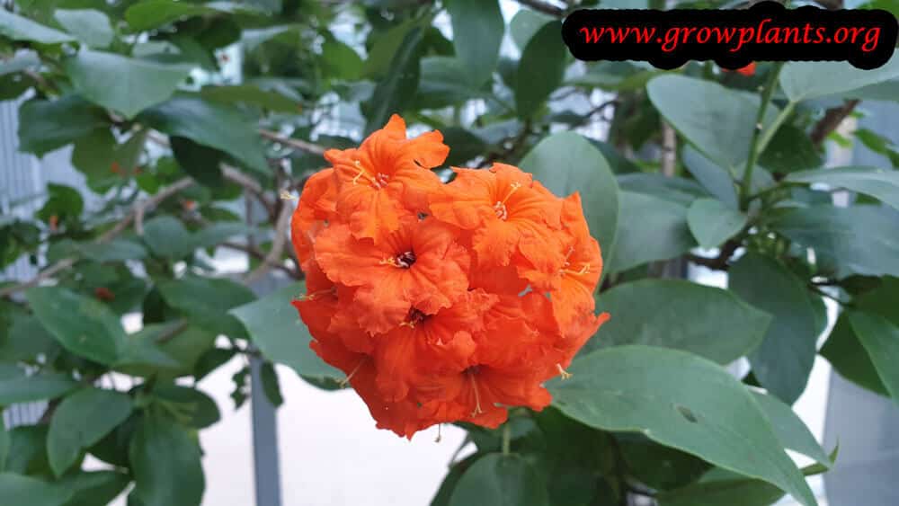 Cordia sebestena flower