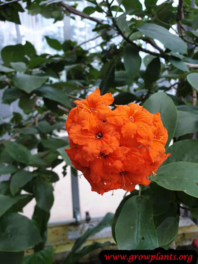 Cordia sebestena bloom information