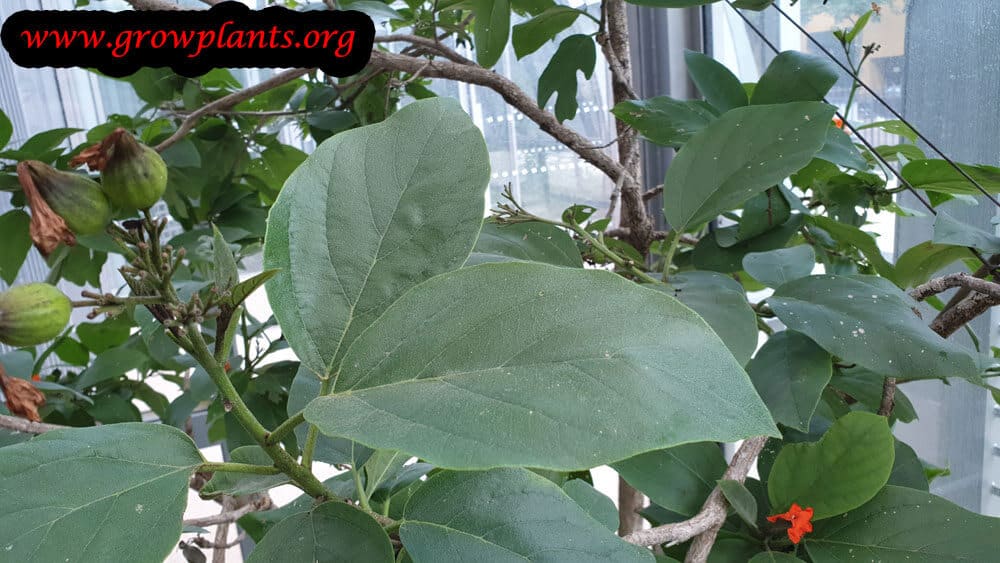 Cordia sebestena plant care
