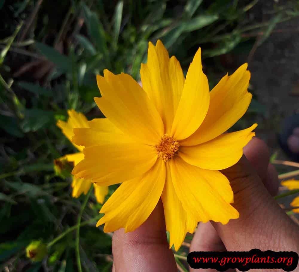 Coreopsis lanceolata