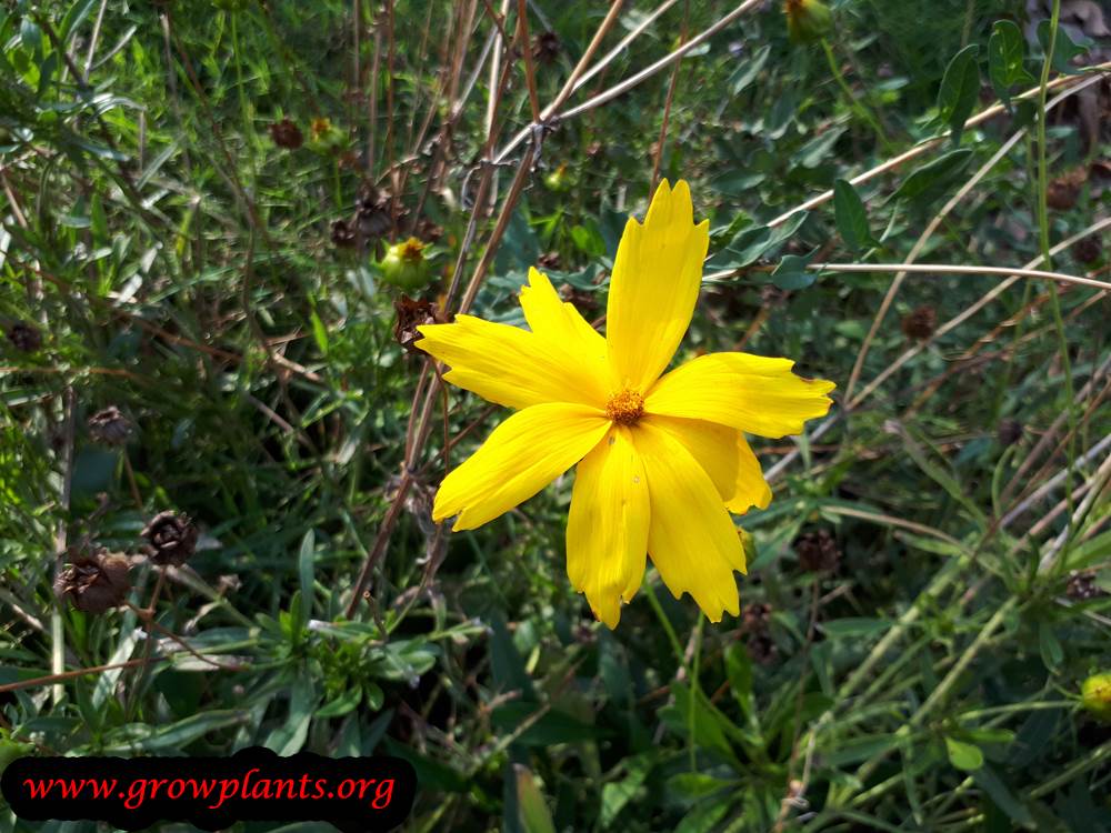 Coreopsis lanceolata flower