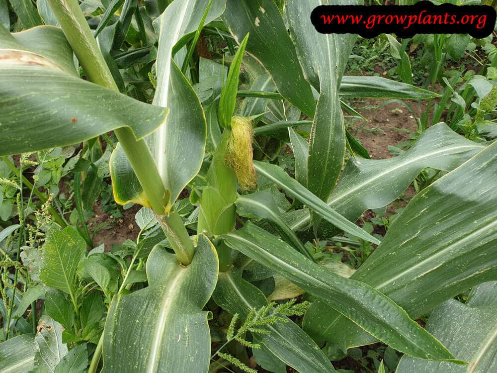 Corn plant How to grow & care