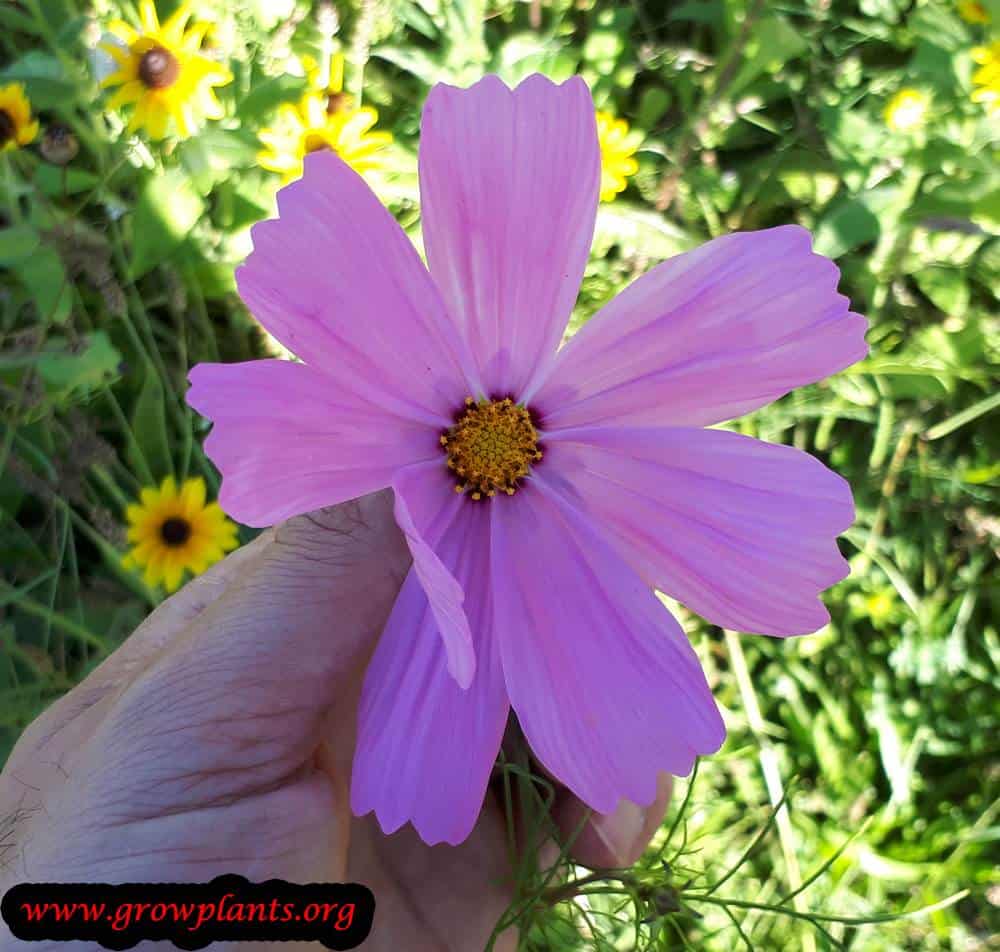 Cosmos bipinnatus