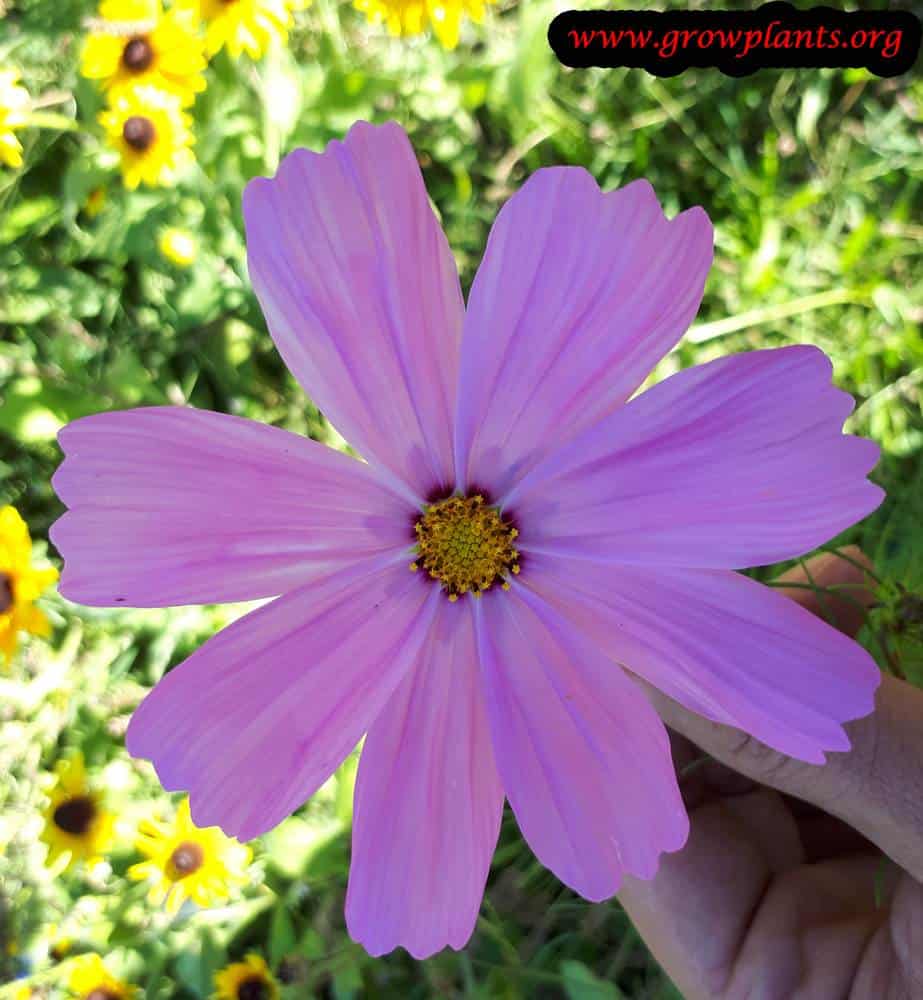 Cosmos bipinnatus flower