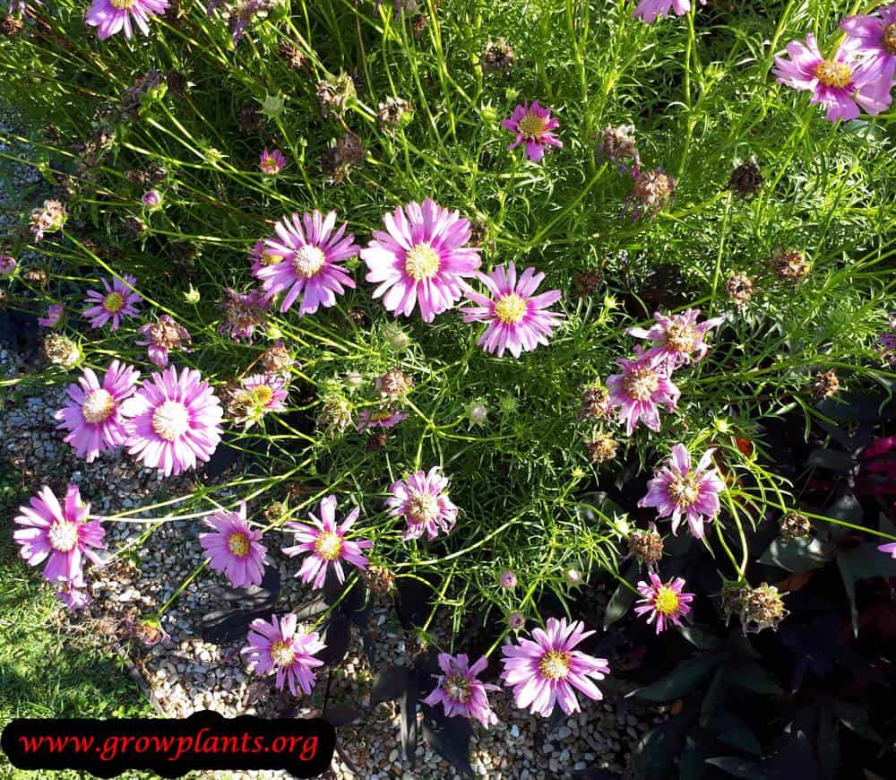 Cosmos bipinnatus plant