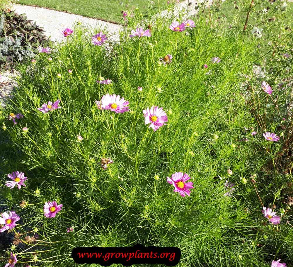 Growing Cosmos bipinnatus
