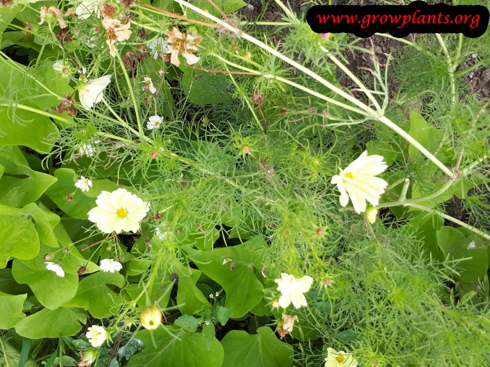 Cosmos xanthos