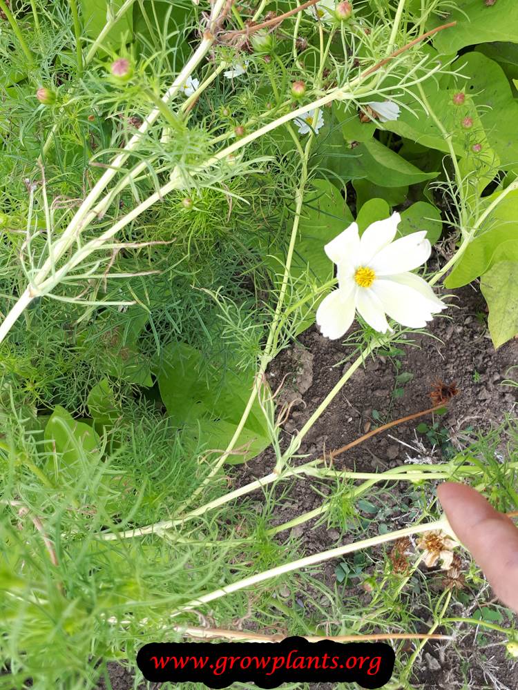 Cosmos xanthos plant care