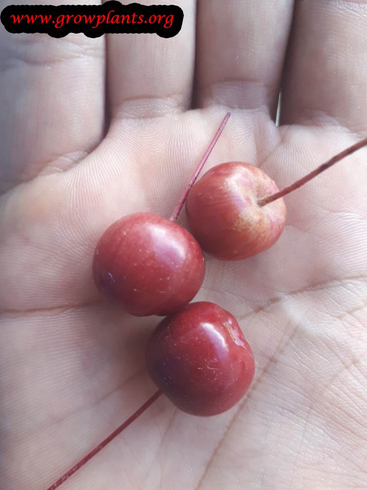 Crabapple tree fruit