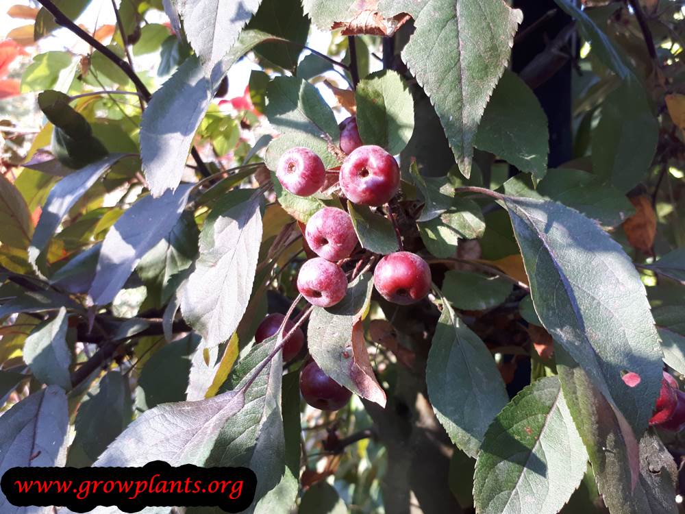 Crabapple tree