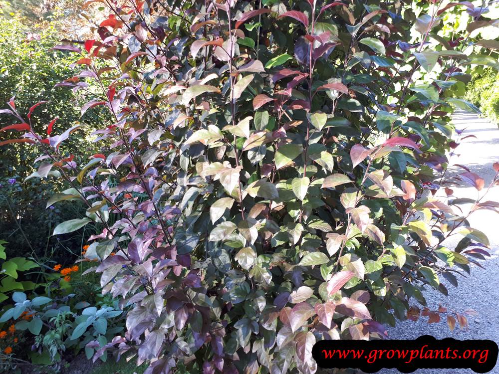 Growing Crabapple tree