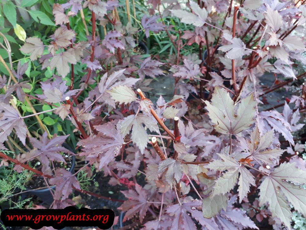Cranberry hibiscus grow and care
