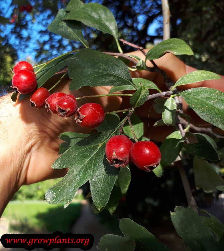 Crataegus monogyna fruit