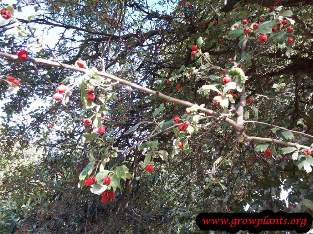Crataegus monogyna tree