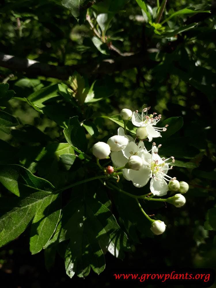 Crataegus monogyna flower
