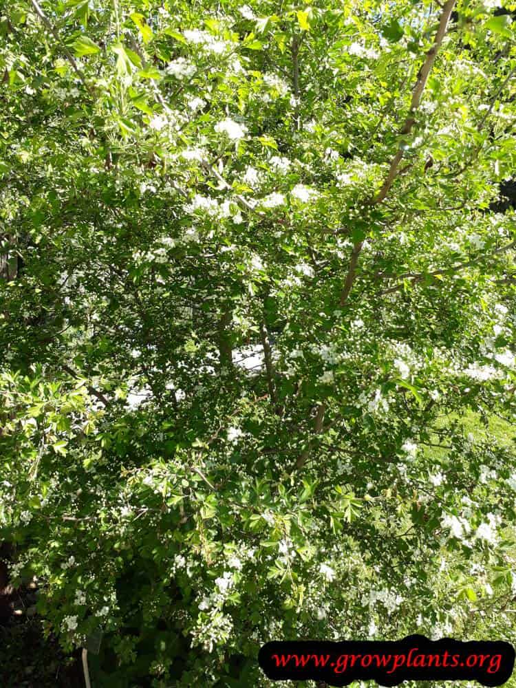 Growing Crataegus monogyna tree