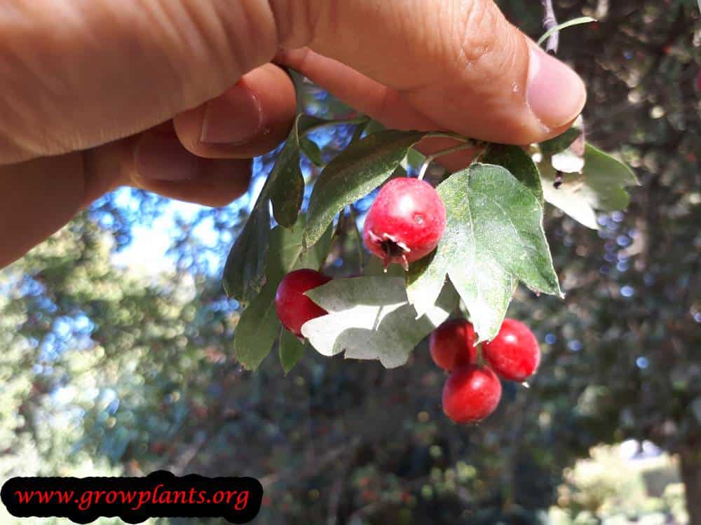 Harvesting Crataegus monogyna fruits