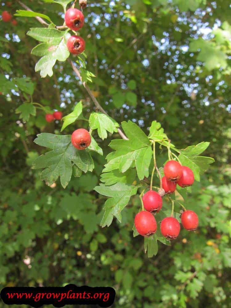 Crataegus monogyna edible fruit