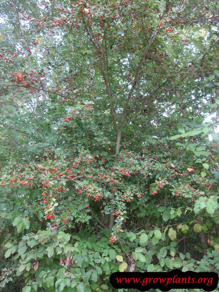 Crataegus monogyna shade tree