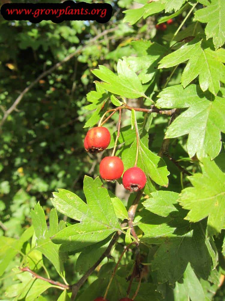 Crataegus monogyna tree care