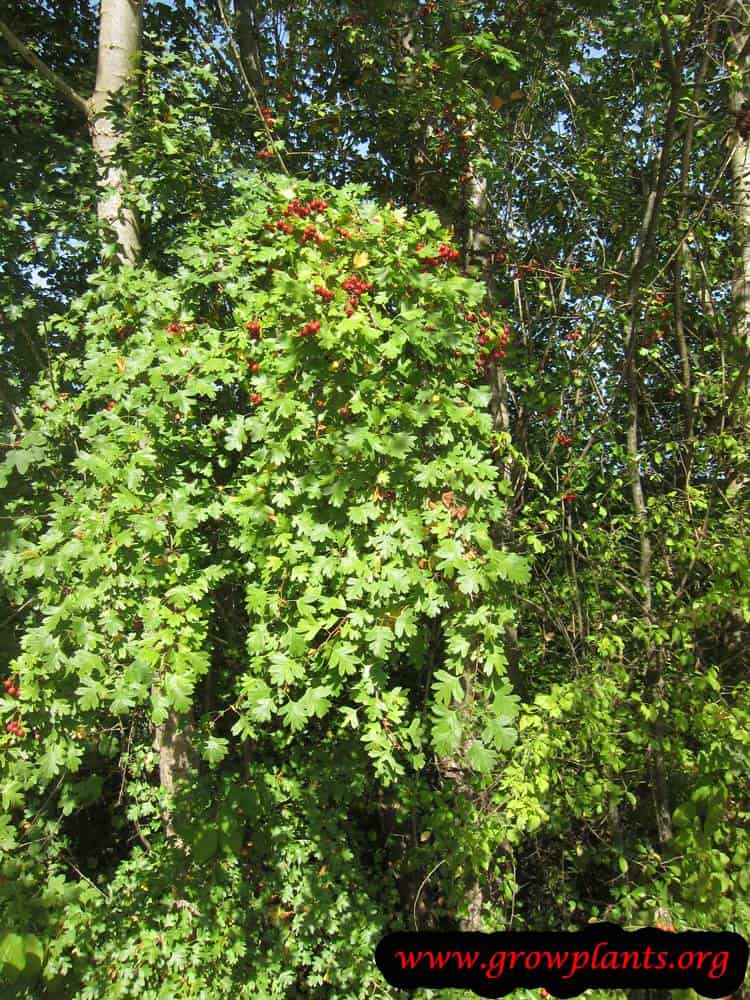 Crataegus monogyna season harvest