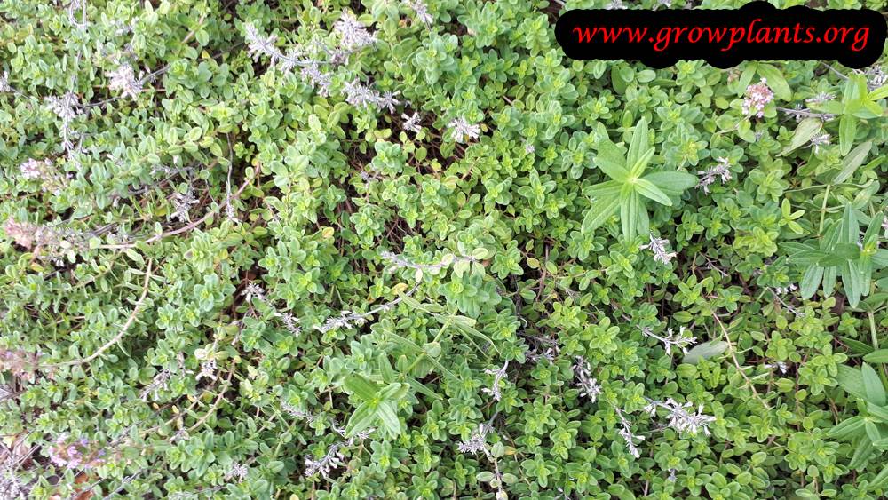 Creeping thyme harvest