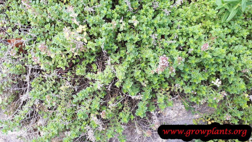 Growing Creeping thyme