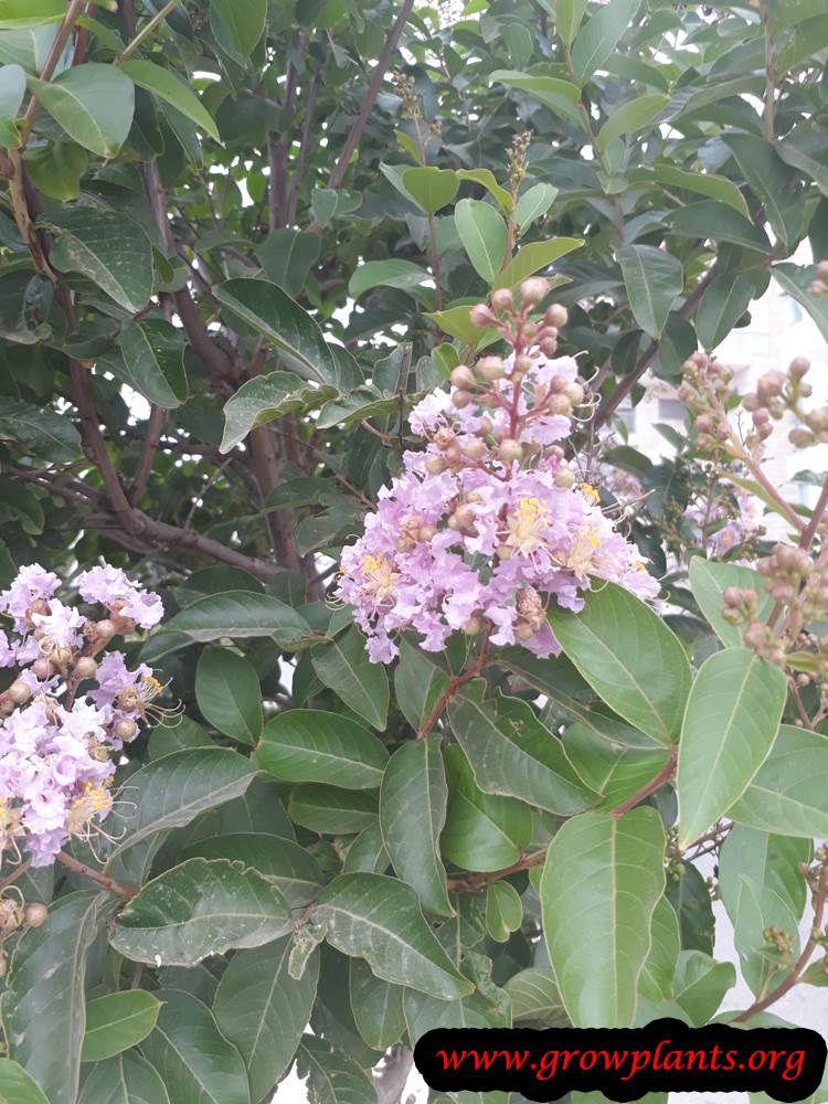 Growing Crepe myrtle tree