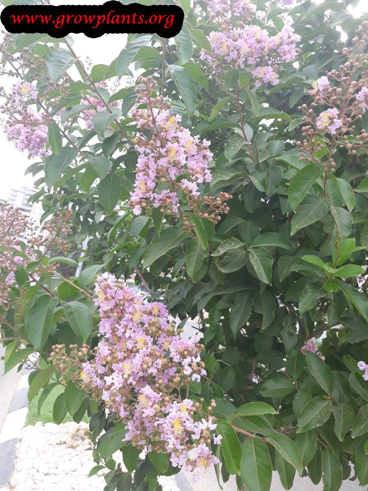 Crepe myrtle flowers