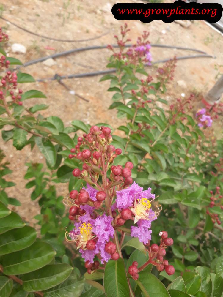 Crepe myrtle shrub