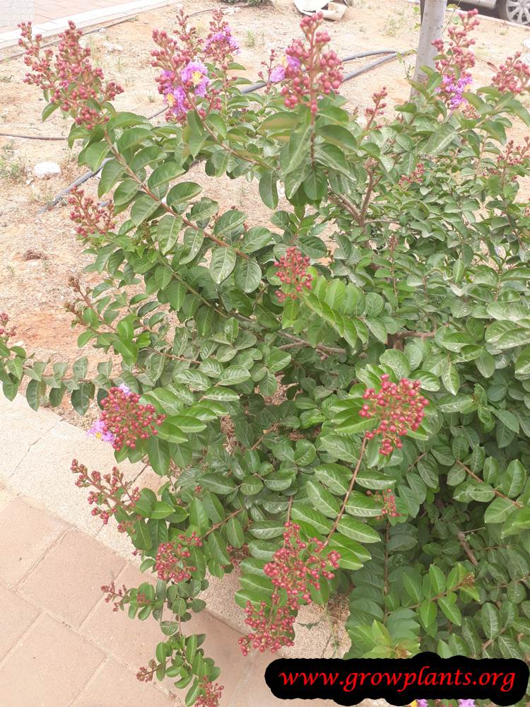 Growing Crepe myrtle shrub