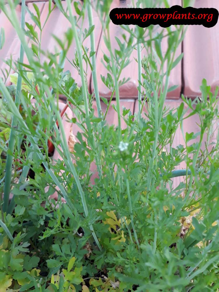 Cress plant