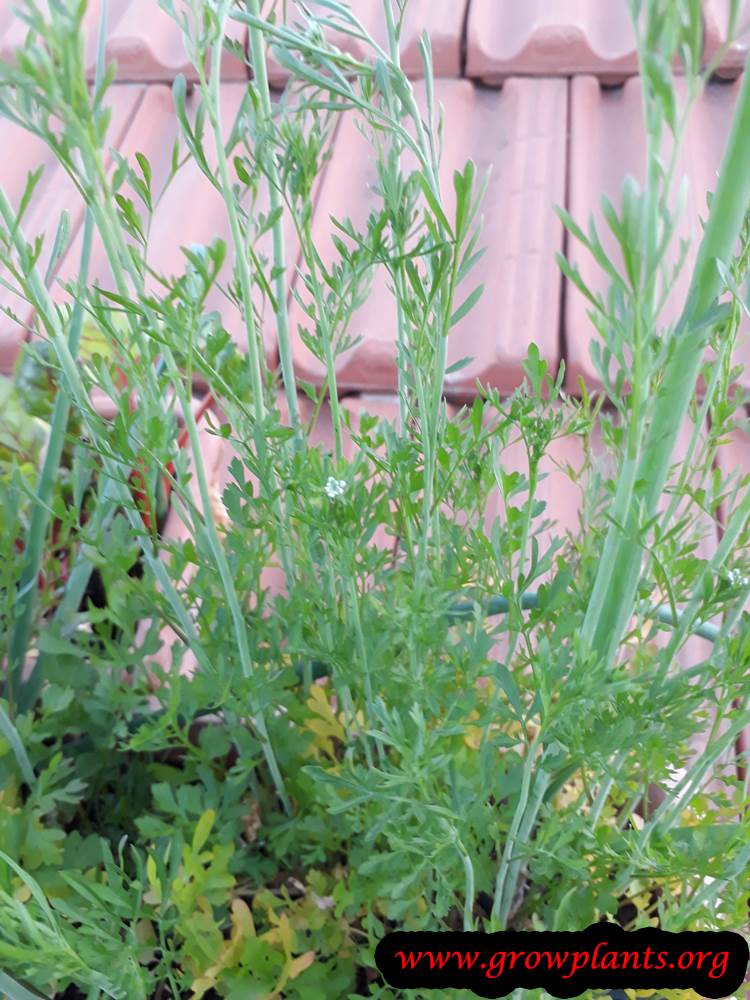 Cress plant care