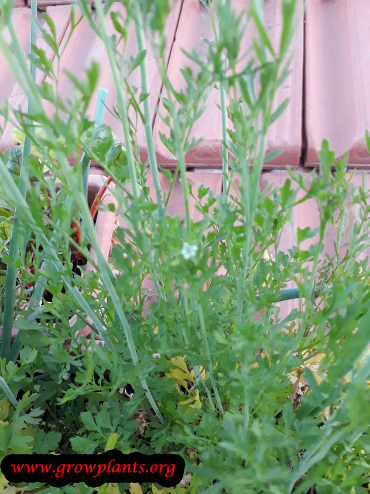 Growing Cress plant