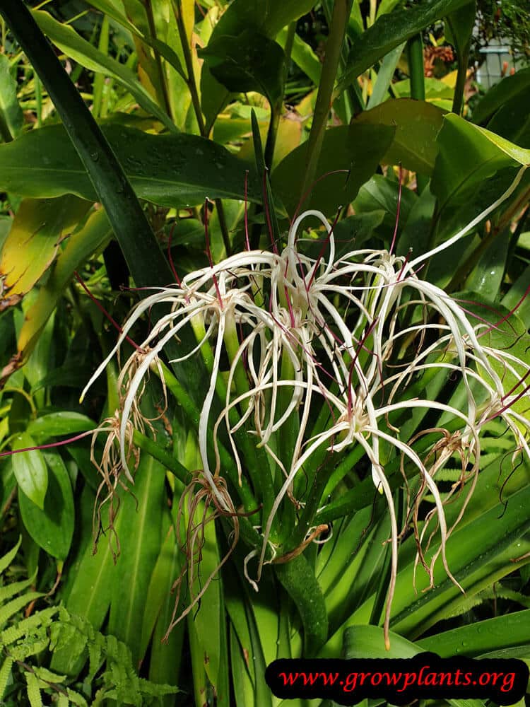Crinum mauritianum