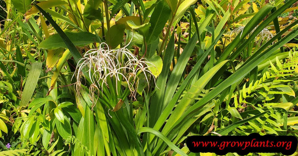 Crinum mauritianum plant care