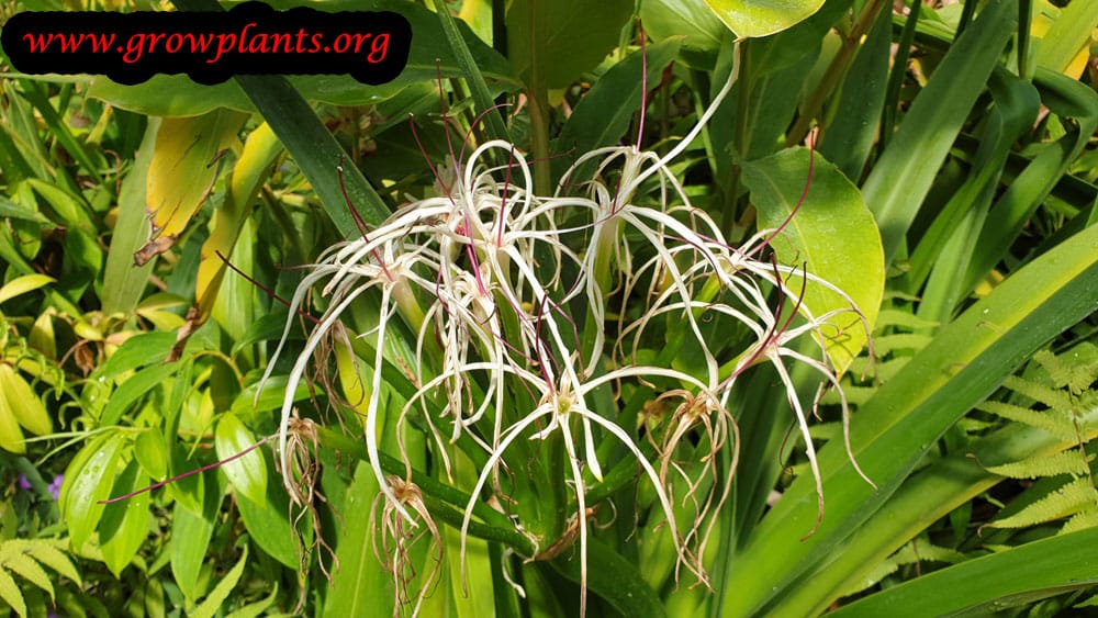 Crinum mauritianum flower
