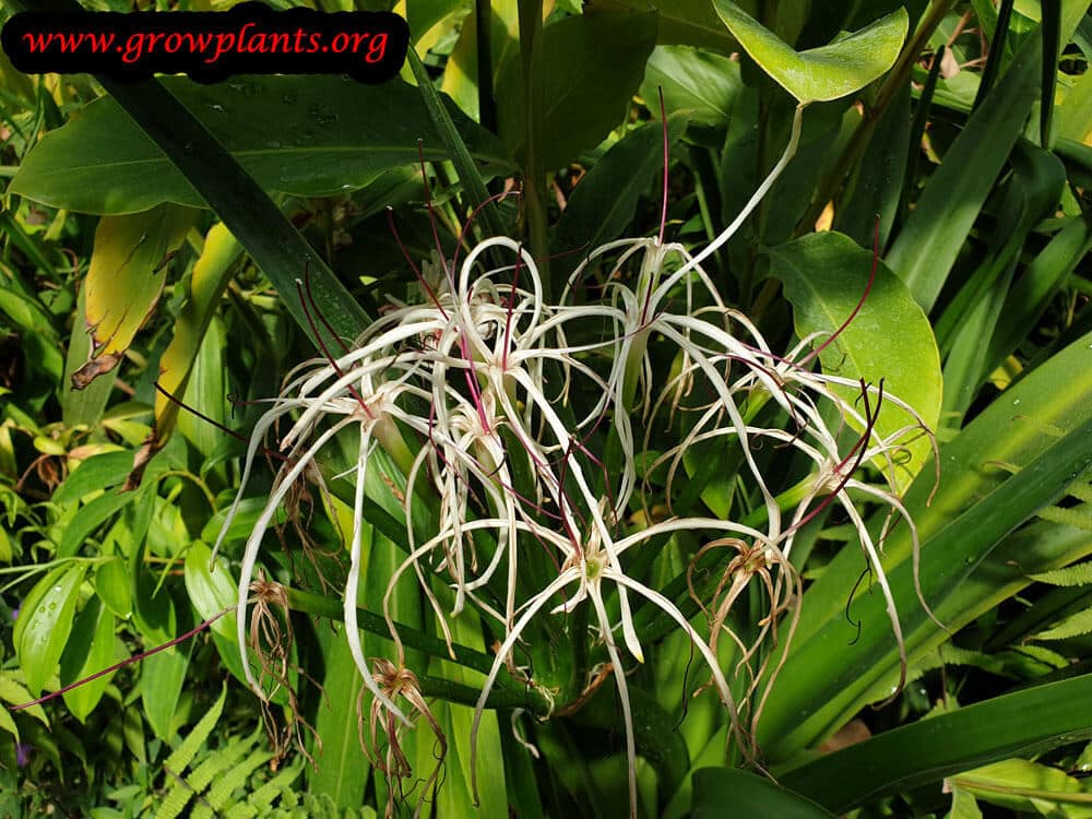 Growing Crinum mauritianum