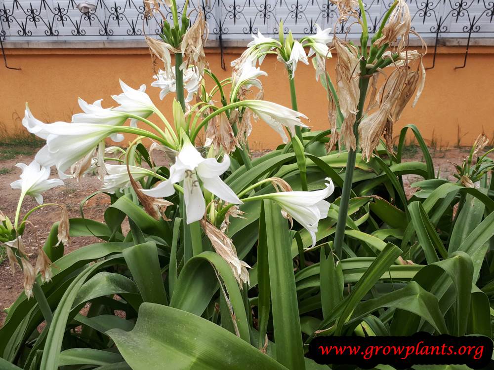 Crinum powellii plant care