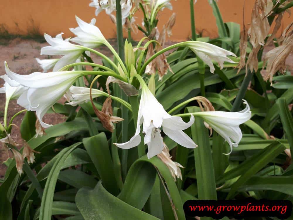Growing Crinum powellii